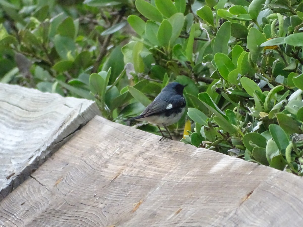 Black-throated Blue Warbler - Andrew Baldelli
