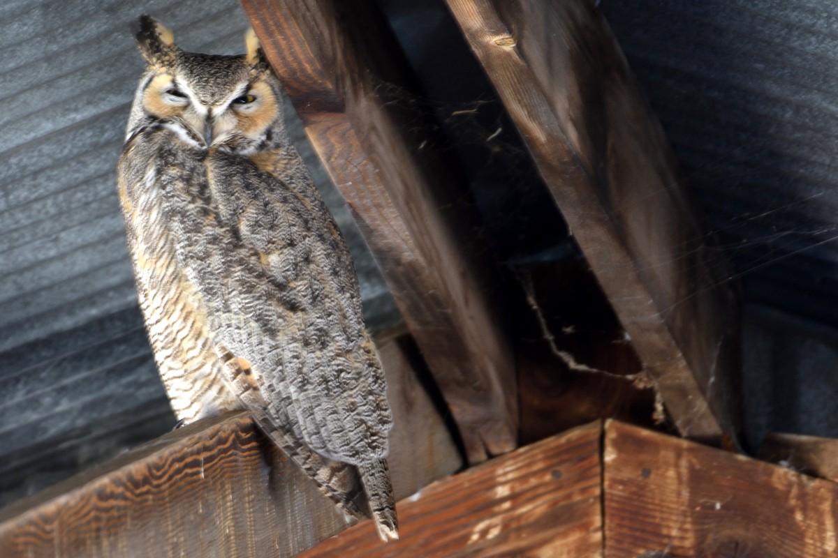 Great Horned Owl - John Doty