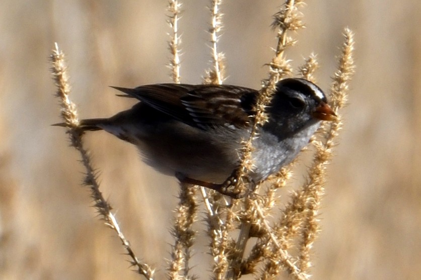 White-crowned Sparrow - John Doty