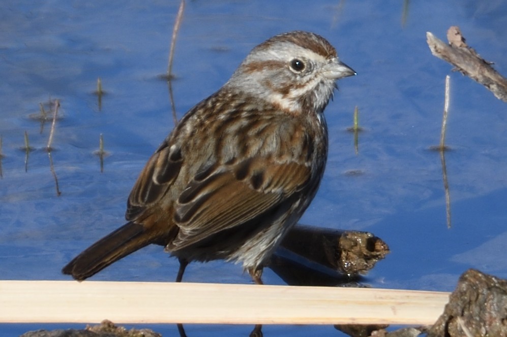 Song Sparrow - John Doty