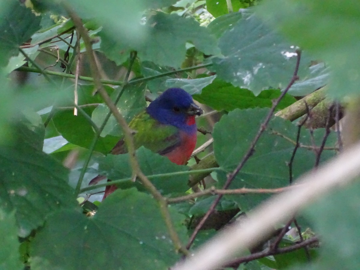 Painted Bunting - Andrew Baldelli