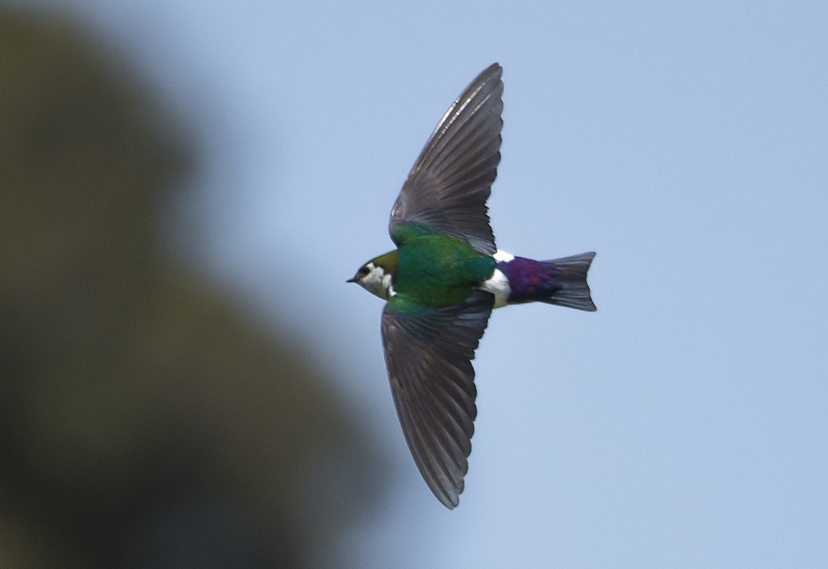 Violet-green Swallow - Jerry Ting
