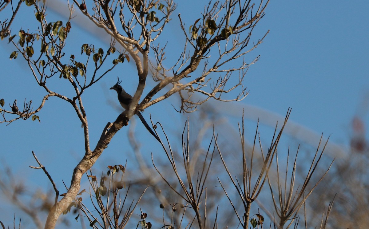 Black-throated x White-throated Magpie-Jay (hybrid) - ML96691971