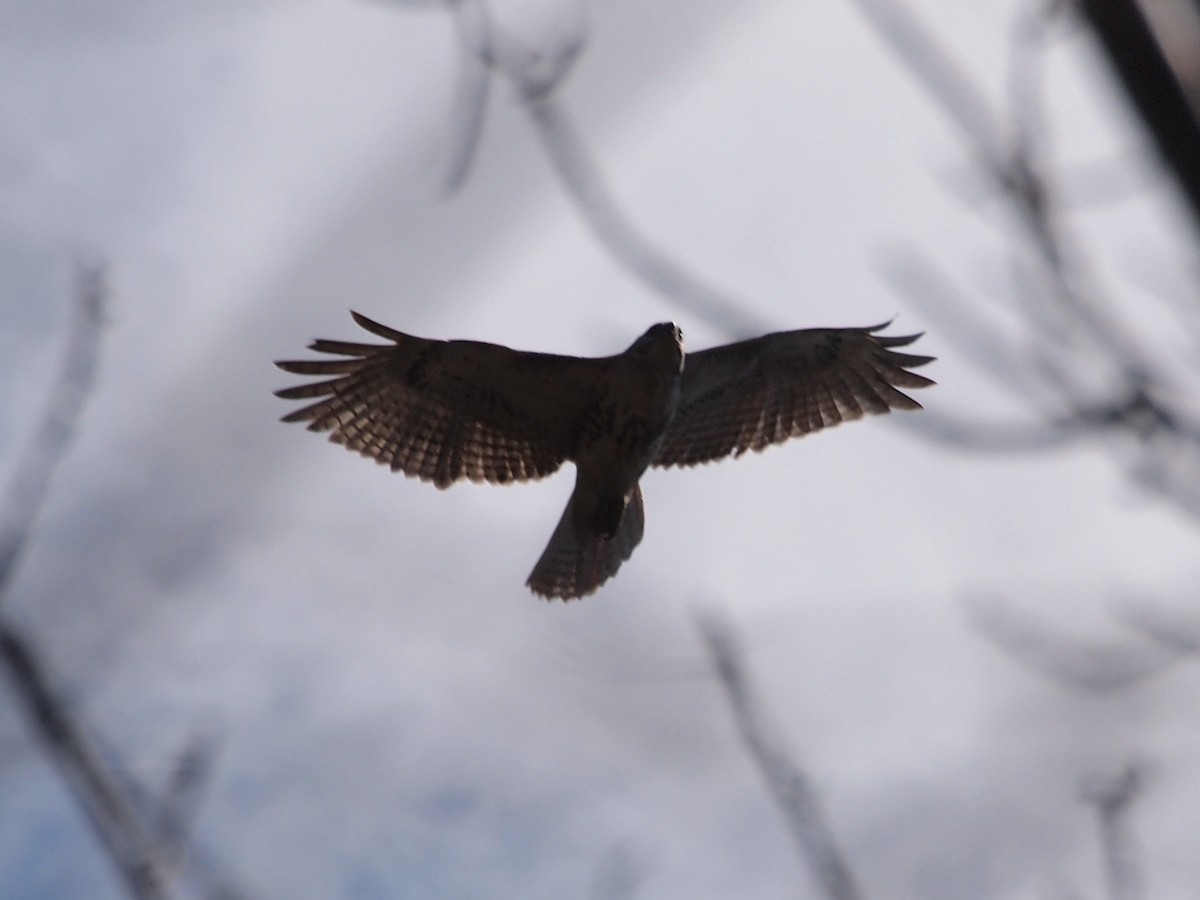 Red-tailed Hawk - Joshua Snodgrass