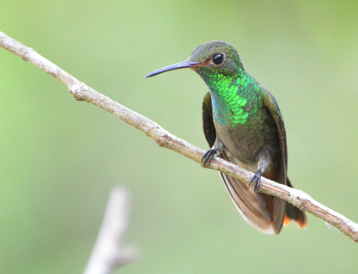 Rufous-tailed Hummingbird - Jorge Dangel