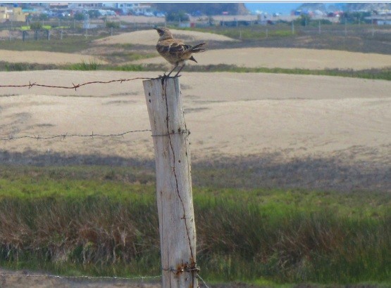 Long-tailed Mockingbird - ML96697111