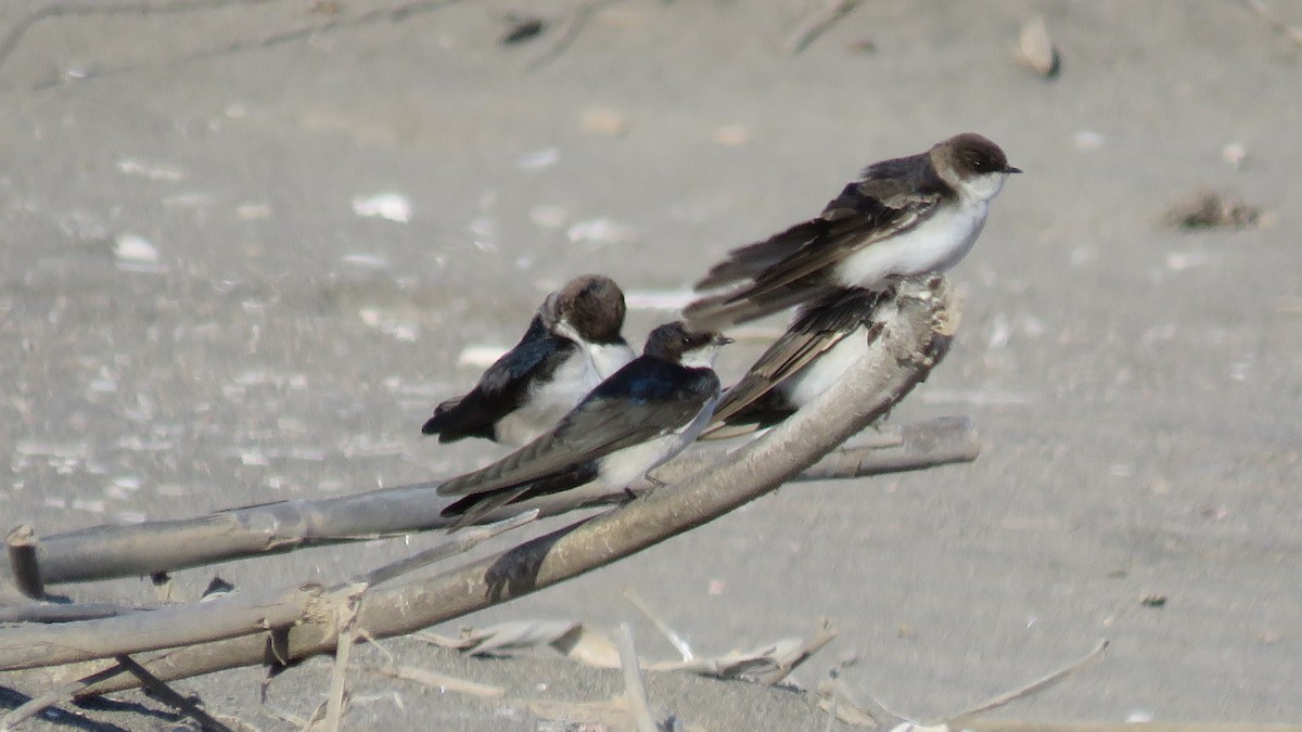 Blue-and-white Swallow - ML96697261