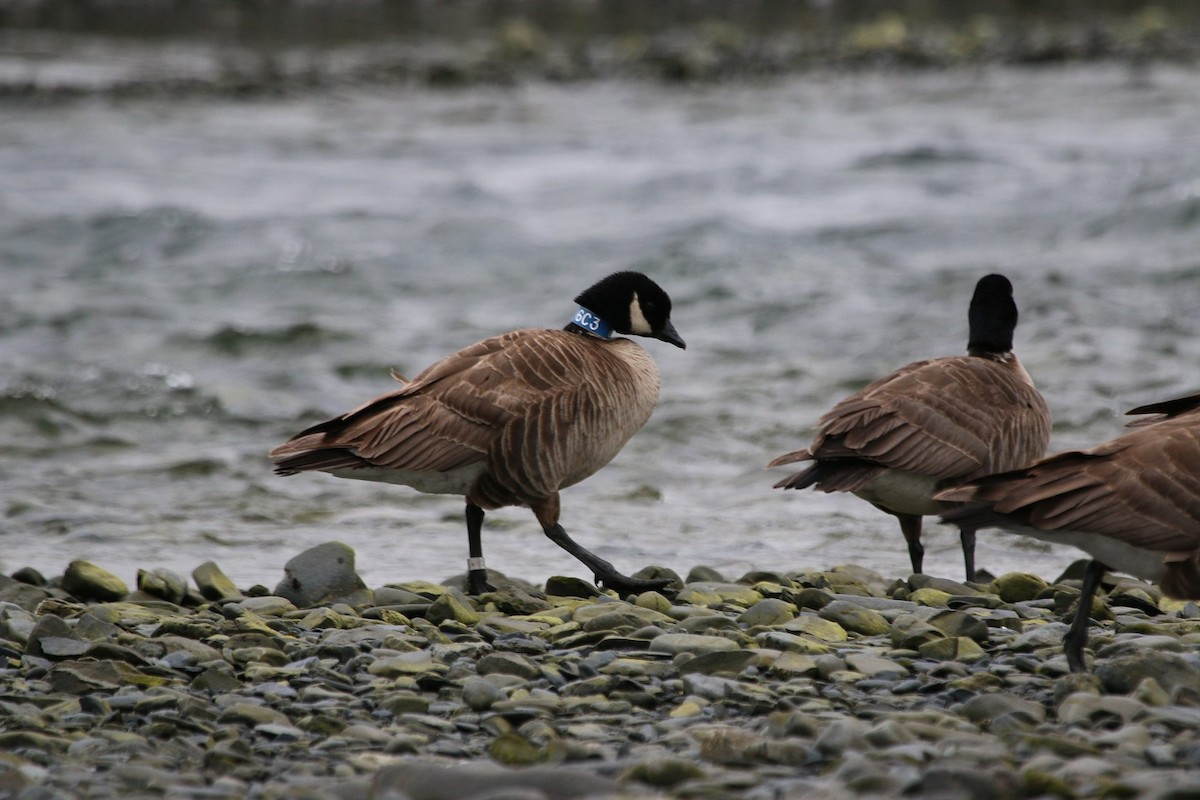 Cackling Goose (Aleutian) - Richard MacIntosh