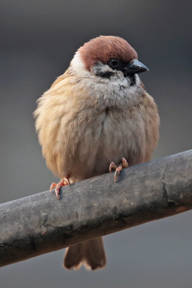 Eurasian Tree Sparrow - ML96698051