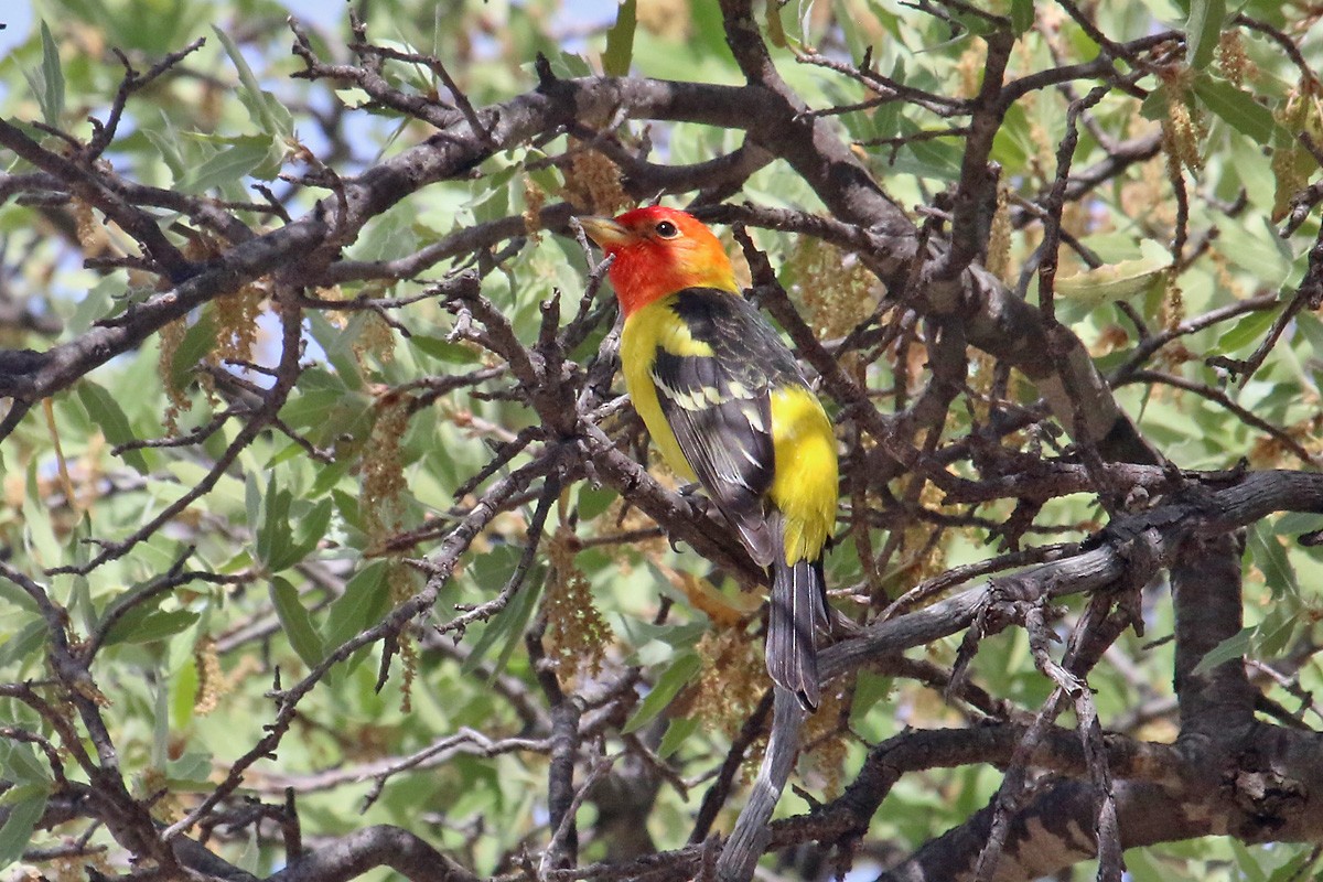 Western Tanager - ML96699471