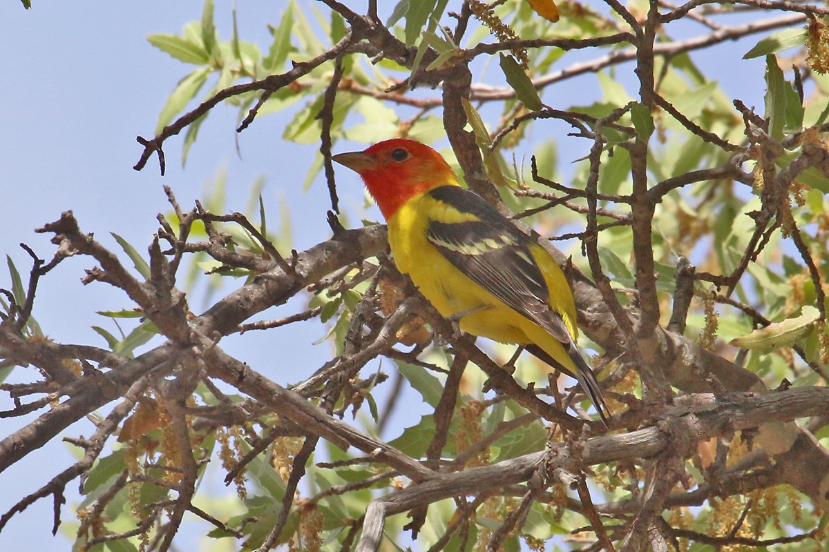 Western Tanager - ML96699481