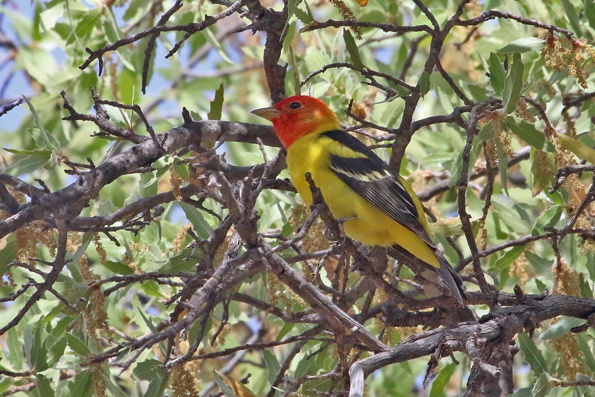 Western Tanager - ML96699491
