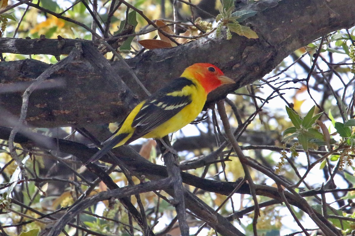 Western Tanager - ML96699501