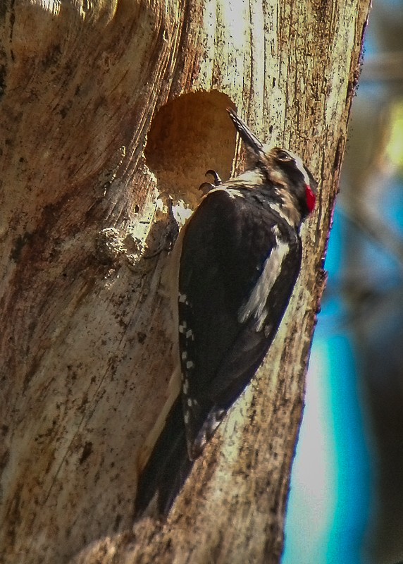 Hairy Woodpecker (Pacific) - Russ Smith