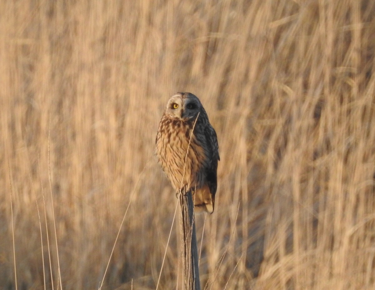 Short-eared Owl - Mark  Ludwick