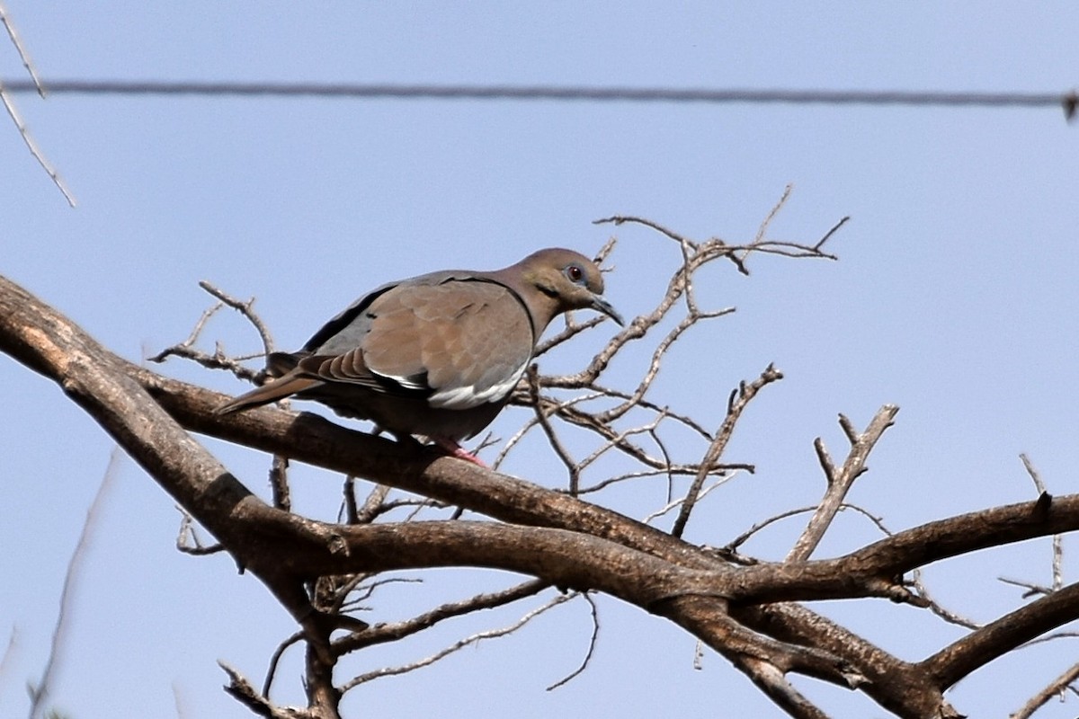 White-winged Dove - Nathan Hentze
