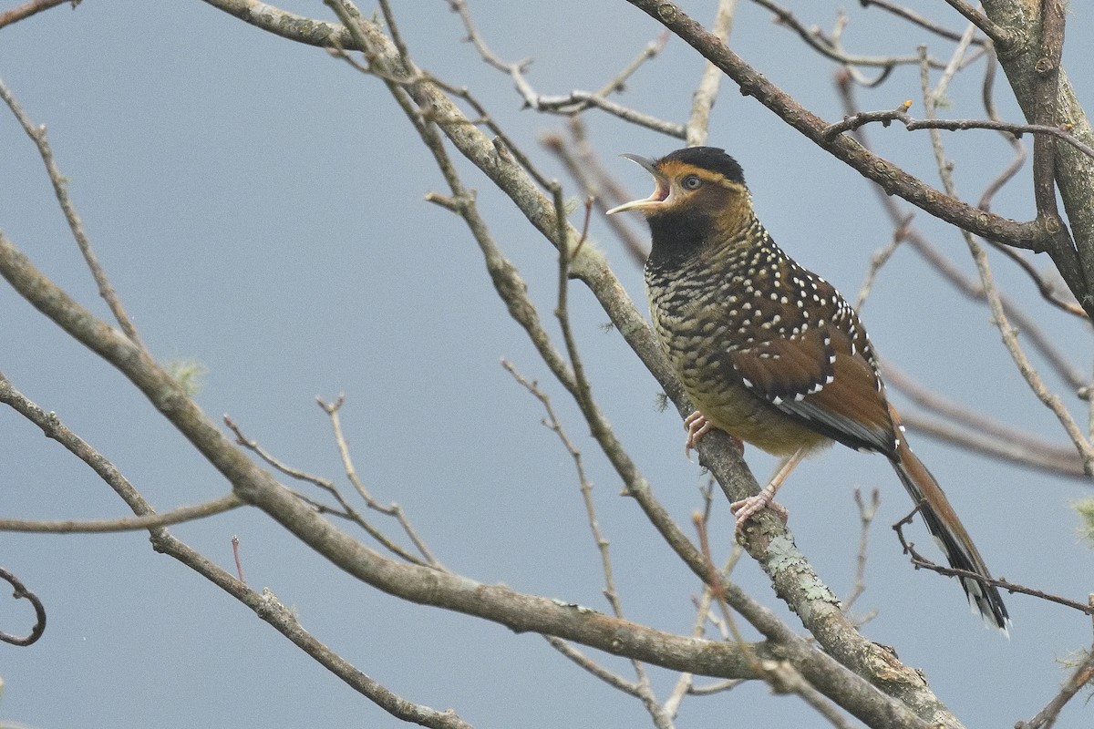 Spotted Laughingthrush - ML96706771