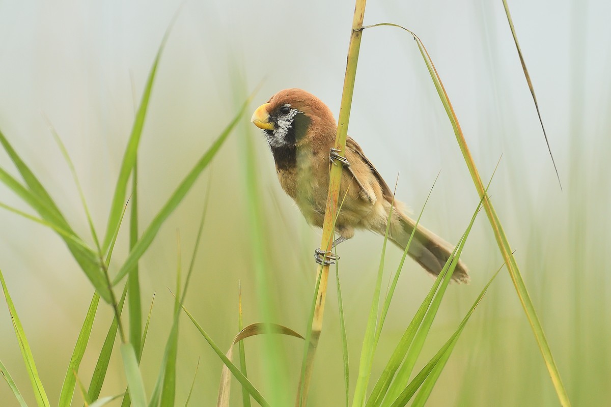 Black-breasted Parrotbill - ML96706931