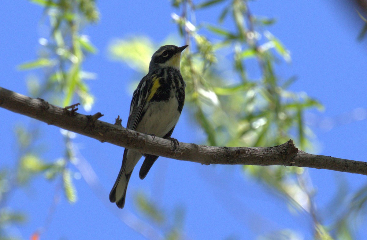 Yellow-rumped Warbler (Myrtle x Audubon's) - Curtis Marantz