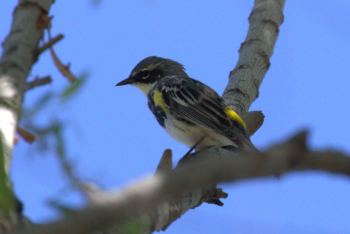 Yellow-rumped Warbler (Myrtle x Audubon's) - Curtis Marantz