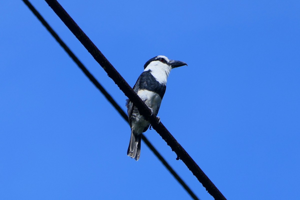 White-necked Puffbird - Neil Broekhuizen