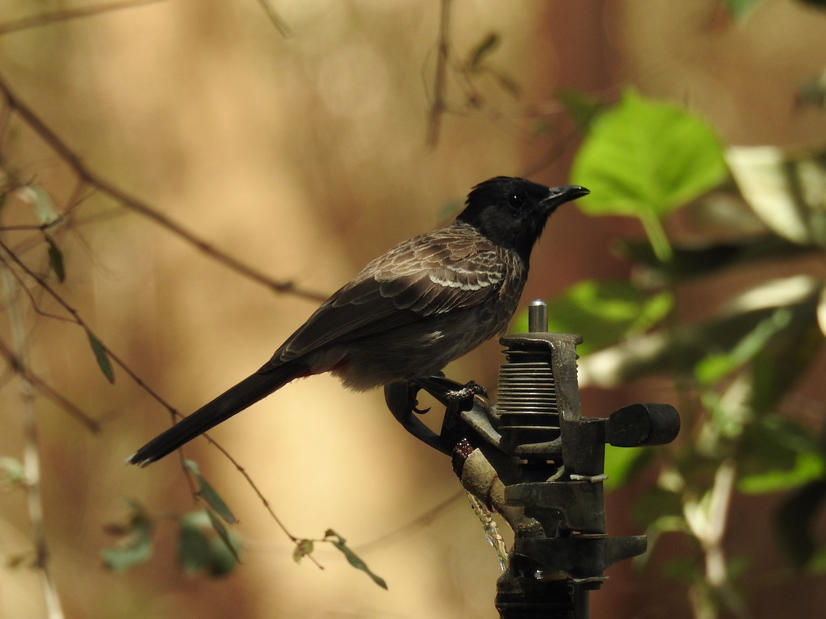 Red-vented Bulbul - Mittal Gala