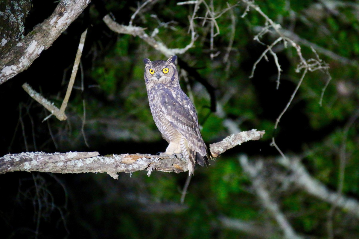Spotted Eagle-Owl - Krista Oswald