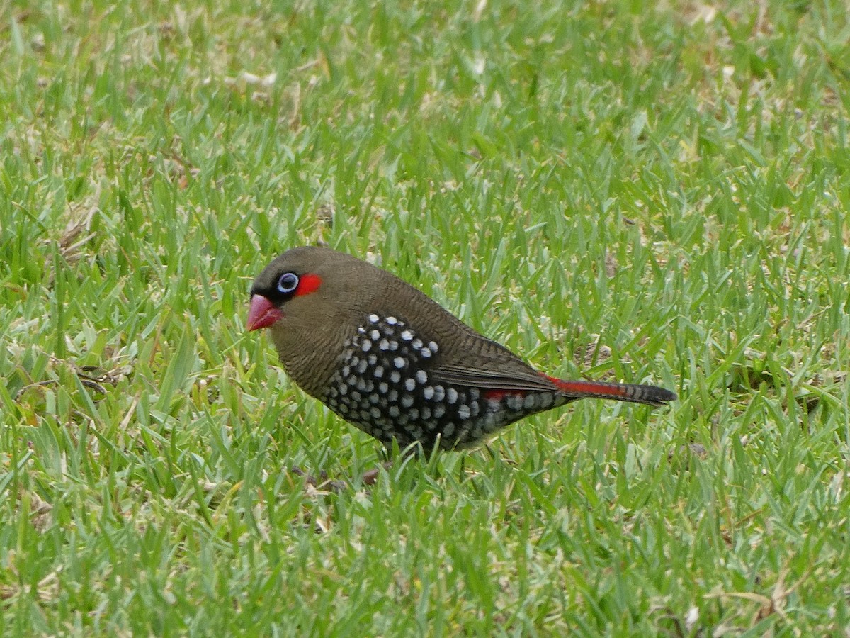 Red-eared Firetail - ML96713471