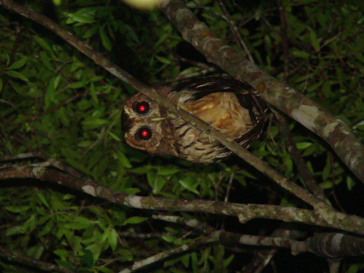 Mottled Owl - Ulises Ornstein