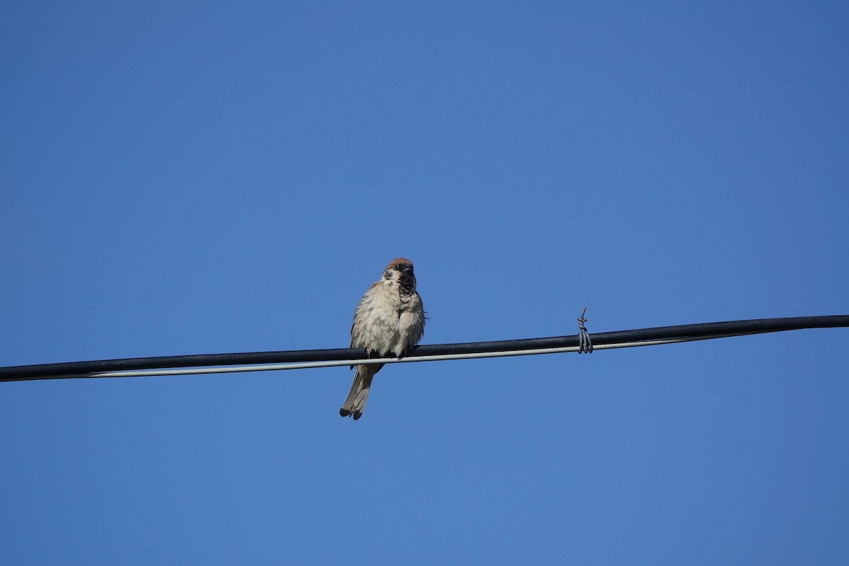 Eurasian Tree Sparrow - ML96715811