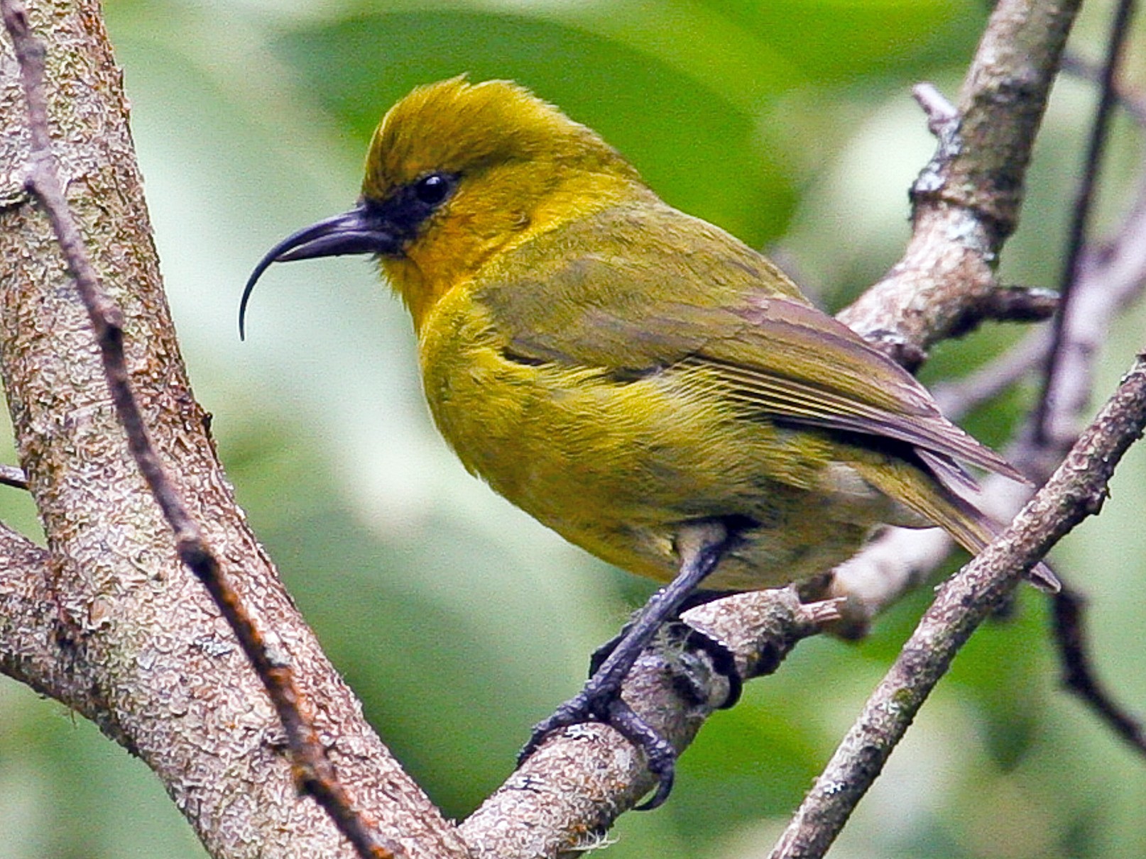 Гавайская птица. Hemignathus wilsoni. Гавайские серпоклювки. Птицы Гавайских островов. Гавайская цветочница птица.