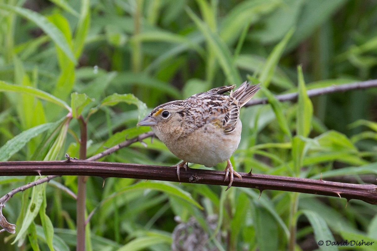 Grasshopper Sparrow - ML96718501