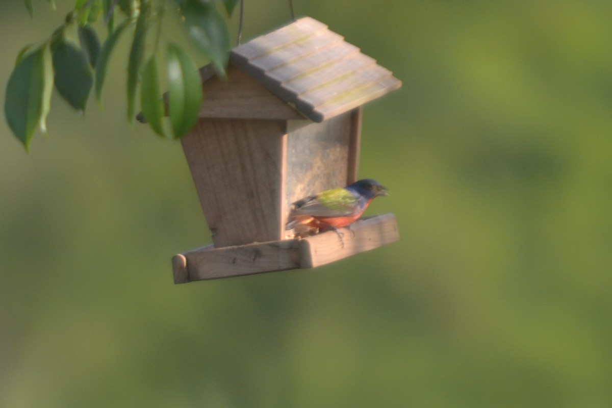Painted Bunting - ML96719761