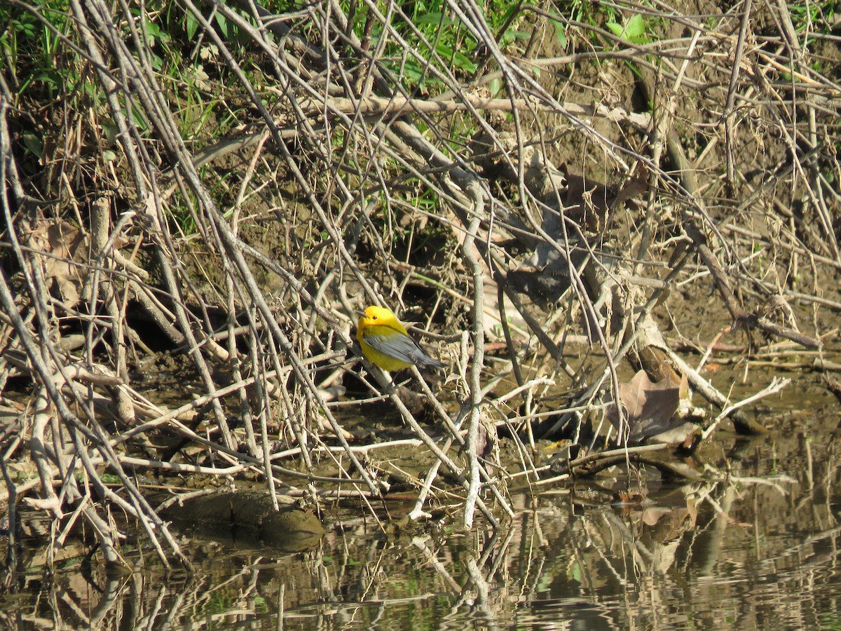 Prothonotary Warbler - Cole DiFabio