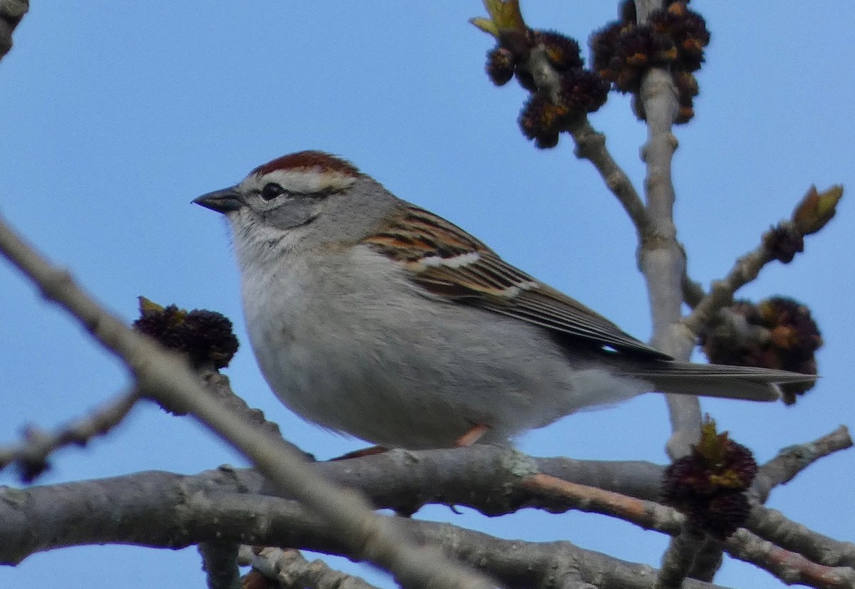 Chipping Sparrow - Mary  McMahon