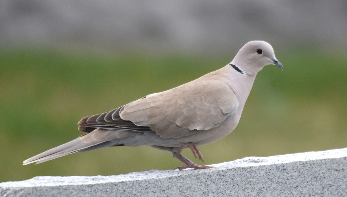 Eurasian Collared-Dove - ML96723941