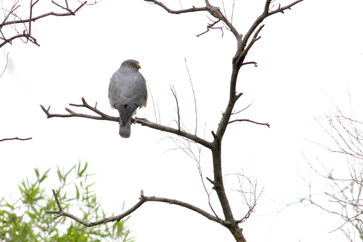 Chinese Sparrowhawk - ML96724521