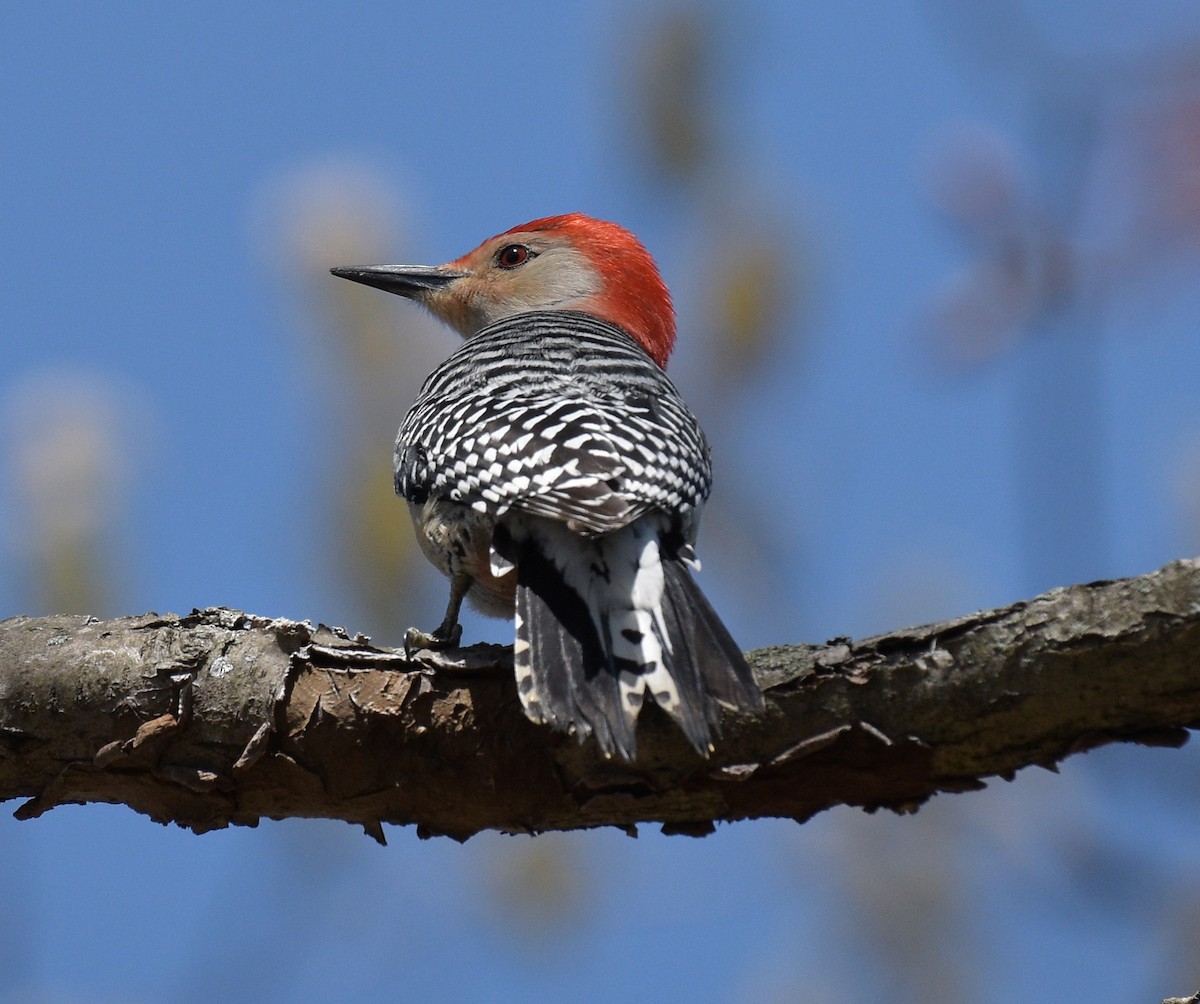 Red-bellied Woodpecker - Kelsey Wellons