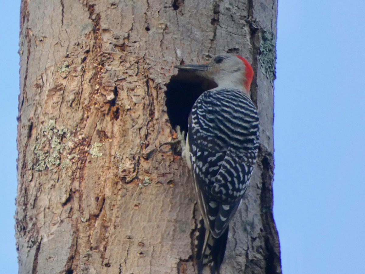 Red-bellied Woodpecker - ML96726381