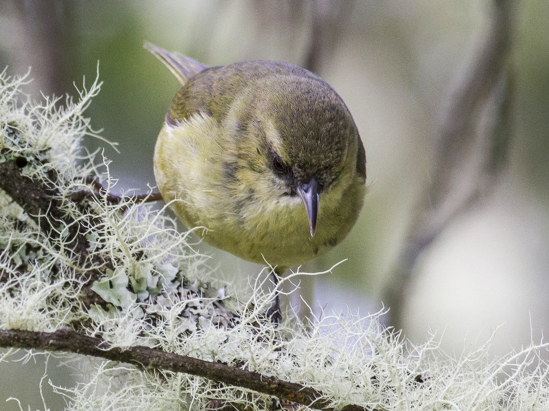 Hawaii Creeper eBird