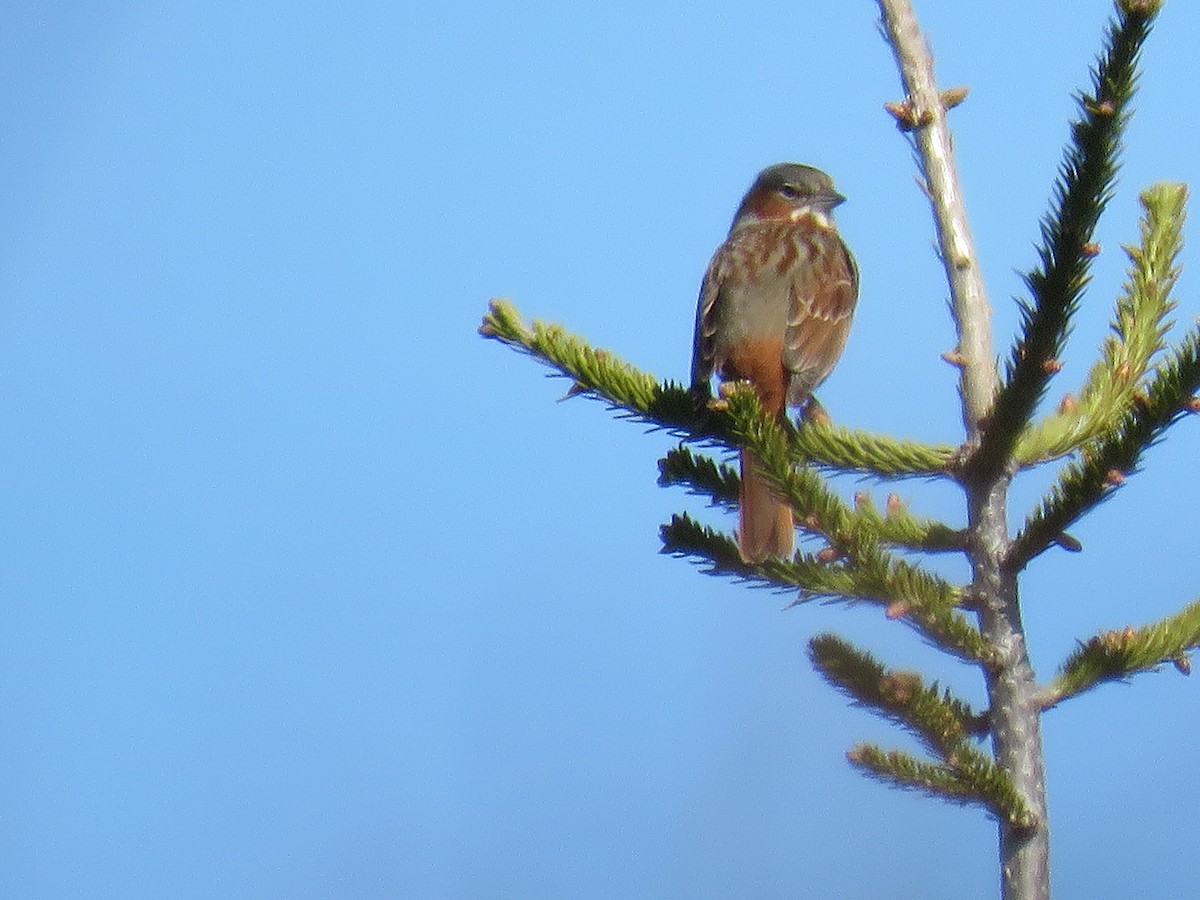 Fox Sparrow (Red) - ML96732241
