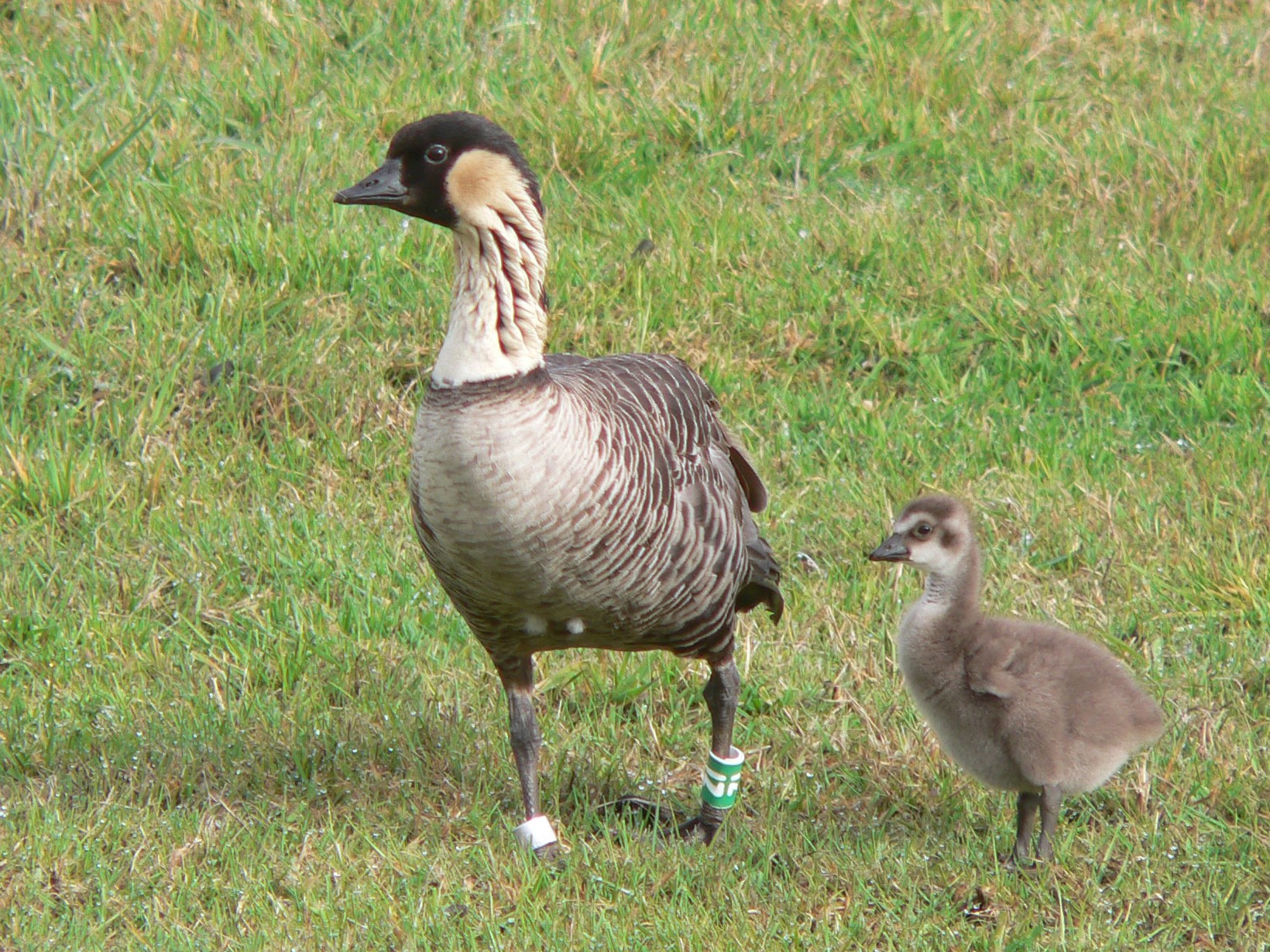 Hawaiian Goose - Nicholas Sly