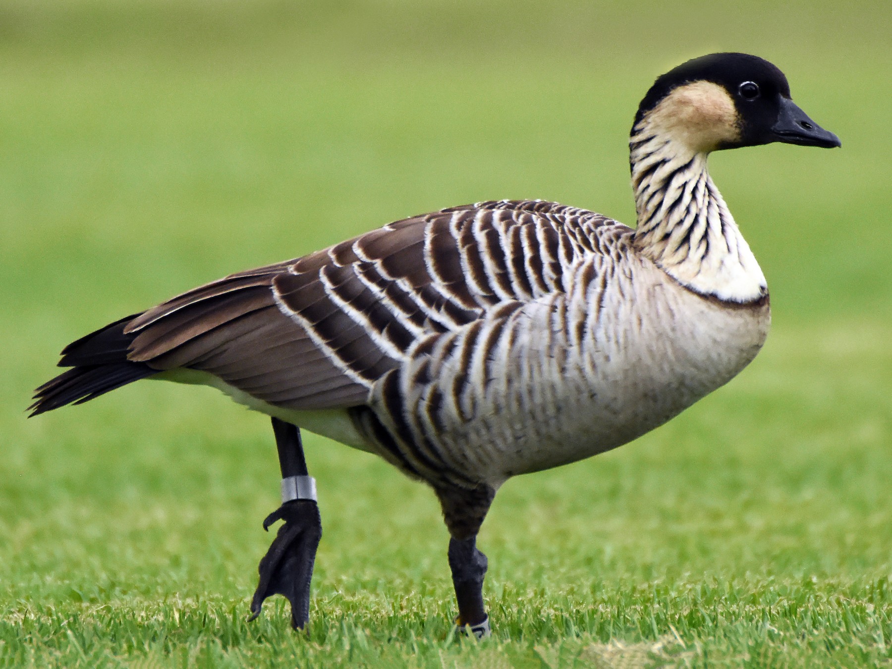 Hawaiian Goose - Steven Mlodinow