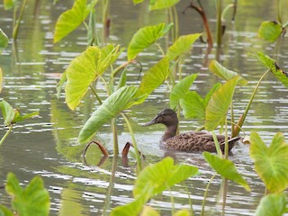  - Hawaiian Duck