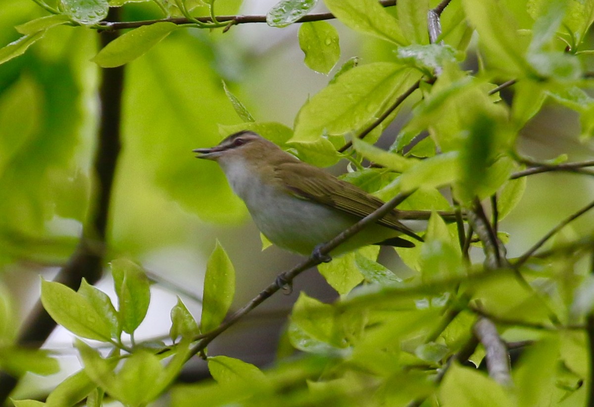 Red-eyed Vireo - Victor Stoll