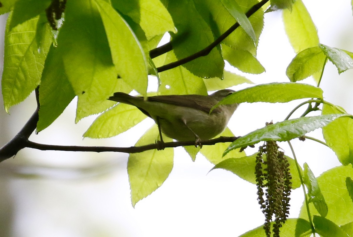 Tennessee Warbler - Victor Stoll