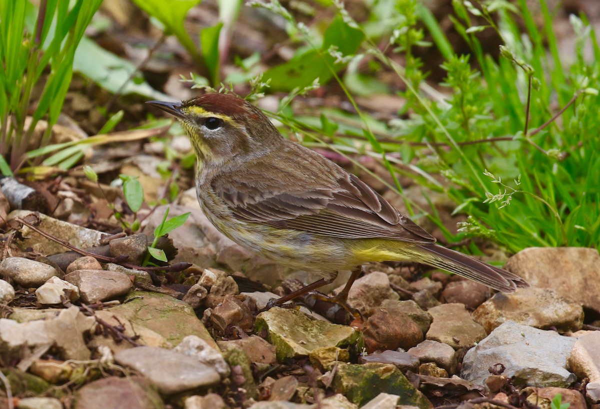 Palm Warbler - Victor Stoll