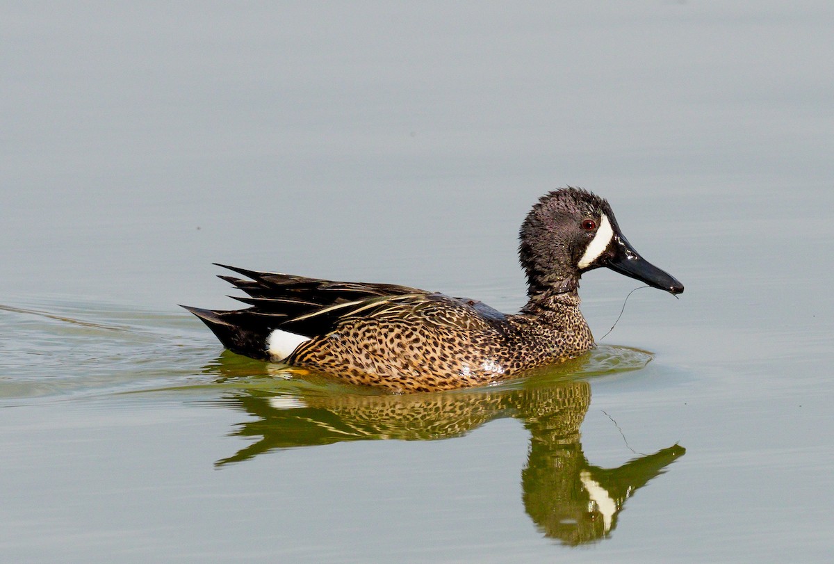 Blue-winged Teal - ML96741191