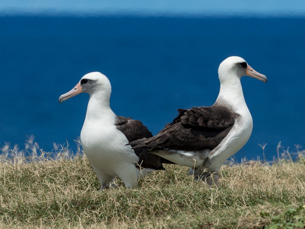 Laysan Albatross - Forest Jarvis