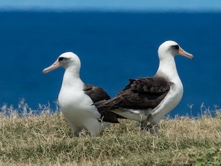 コアホウドリ - eBird